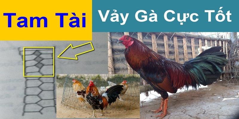 Ý nghĩa cực tốt của loại vảy tam tài